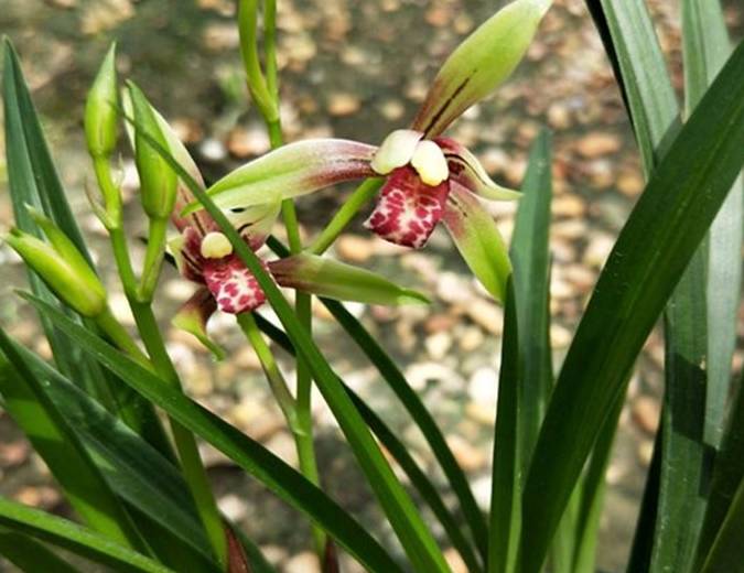 原创这种大肥兰花最爱了20天用1次长势控不住