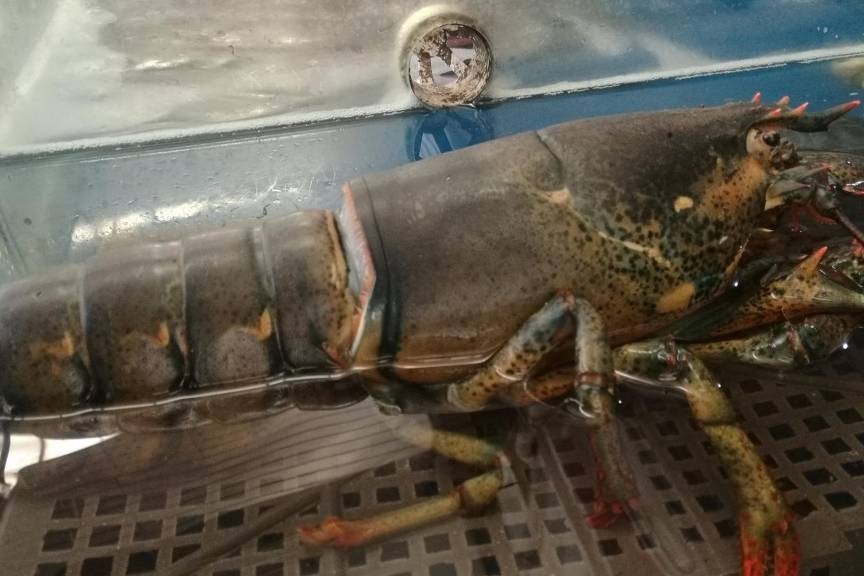 澳洲龙虾100块钱一斤贵不看货后朋友们说你赚大了