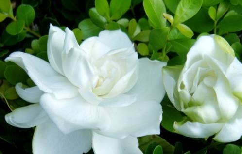 4种堪比"香水"的花卉,花开美丽好打理,让花香飘满屋_开花_茉莉花_品种