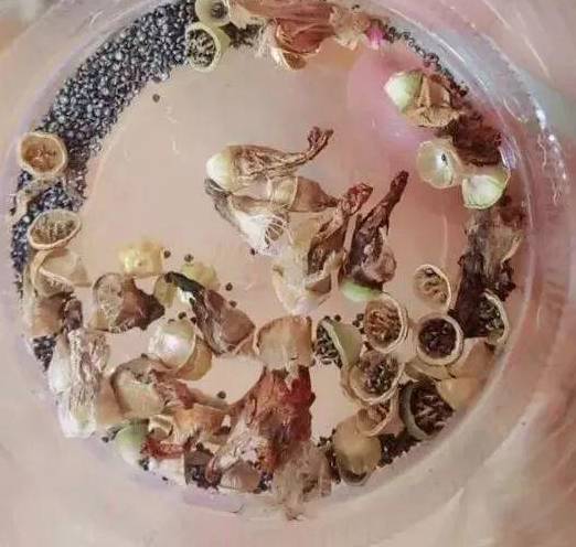 太阳花,堪称"死不了",春天撒土里一些种子,一个多月就能开花,一直开到