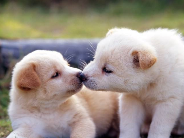 被猫狗等宠物咬伤后千万不要忽视,用这几种方法解决最靠谱_猫咪_面积_