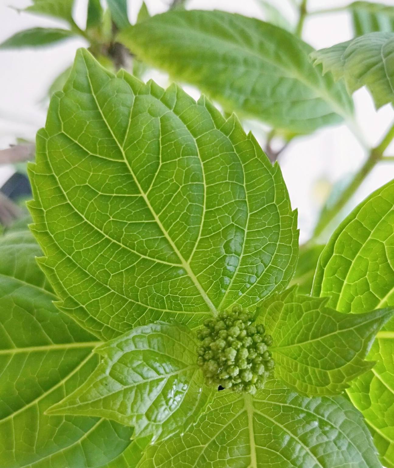 原创无尽夏冒出一球球花苞长势喜人待开花