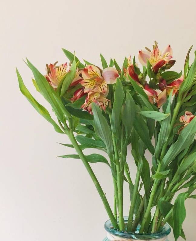 "水仙百合"到底该怎么养?我来告诉你,需要注意的这5个方面_进行_影响_