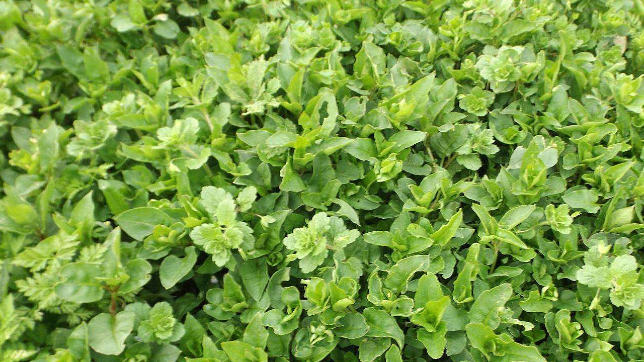 产妇多食用还能起到下奶的效果.另外,它还能用与阑尾炎的治疗.