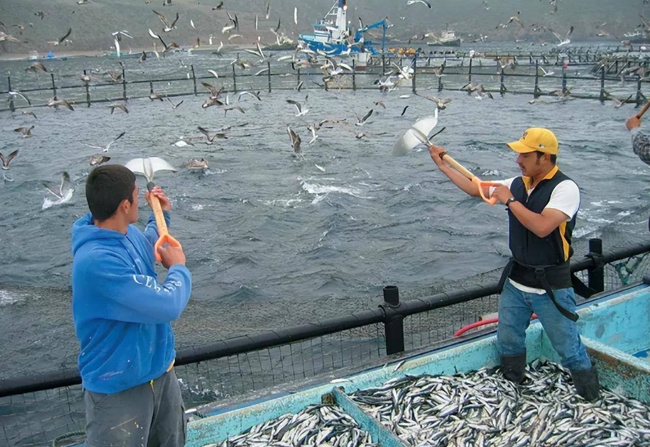 中国每年捕捞30万吨金枪鱼,都出口日本了?