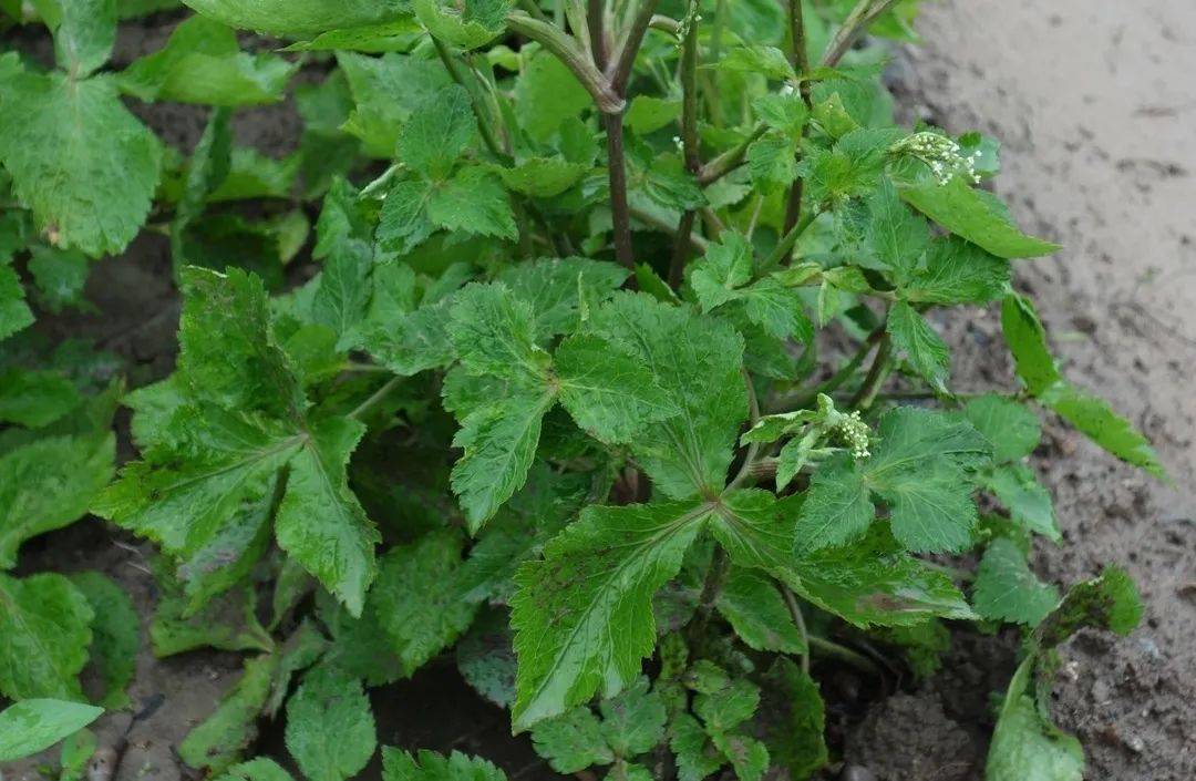 这种野芹菜3月就能摘了,一摘一大把,炒腊肉超级香,可别错过了