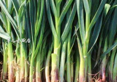 既是佐料又是菜,还是不值钱的中药材_蒲公英_功效_蒜苗