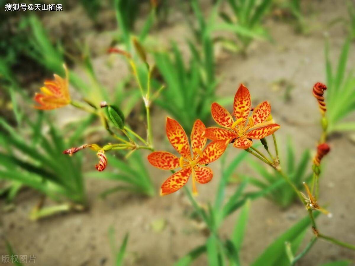 原创射干种植方法和技术