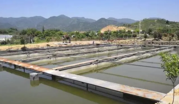 养鱼池ph值过高怎么办鱼塘水碱性大用什么药全面攻略教你解决