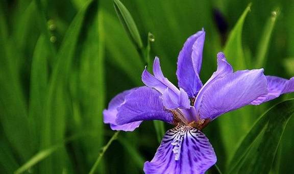 原创特别耐寒的鸢尾花适合种植一大片简单养出花海