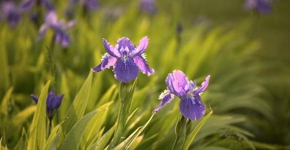 原创特别耐寒的鸢尾花适合种植一大片简单养出花海