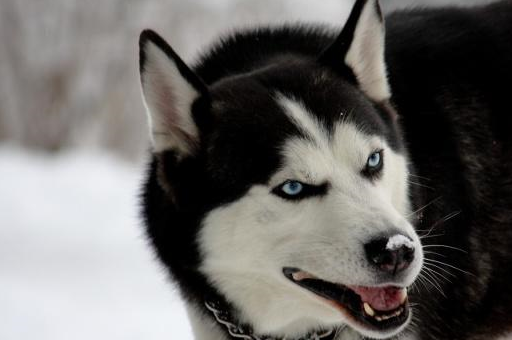 狗狗的品种有哪些,这几个品种要警惕,它们可能让你懊悔不已!_哈士奇_
