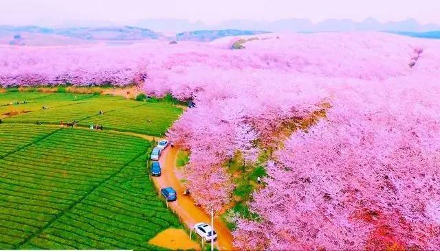 贵州平坝樱花观赏路线攻略看这篇就够了