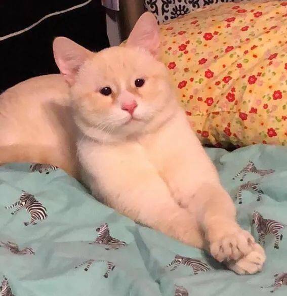 领养回来一只猫网友李荣浩也能领养67