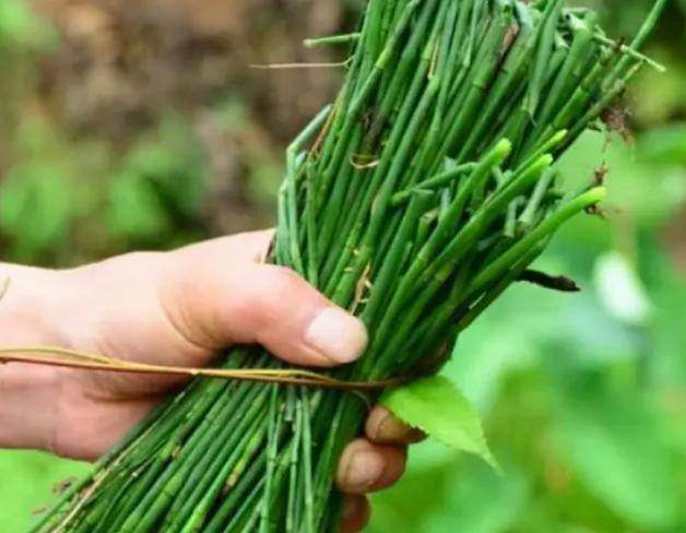 它的茎干具有很强的生命力,即使在恶劣的环境下也能够存活下来.