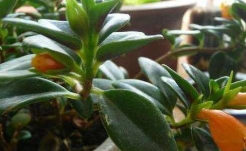 原创吊兰品种多这3种格外受欢迎家养1年有惊喜重点开花好看