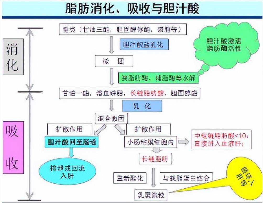 胆汁循环途径解剖图图片