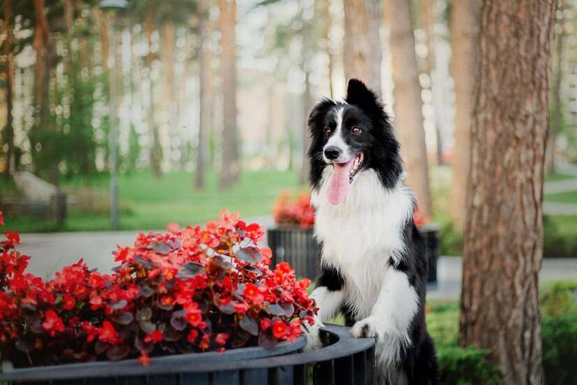 原創邊牧犬的優缺點是什麼