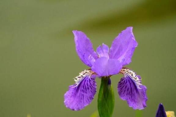 原创特别耐寒的鸢尾花适合种植一大片简单养出花海