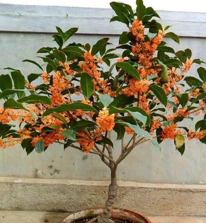 原创养盆栽桂花盆里垫一层它新芽冒的多开花多茂盛芳香