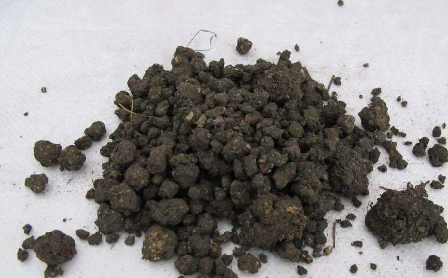 原创家里的君子兰喂点羊粪叶子呼呼长养花成就感十足