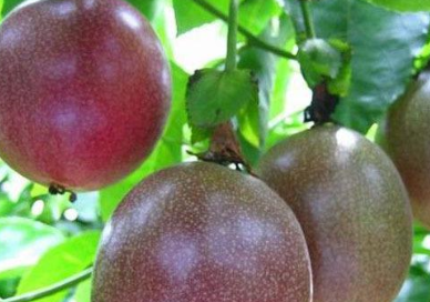 百香果味美且营养高,但医生提醒:这2类人一口都别多碰_食用_生活_维生