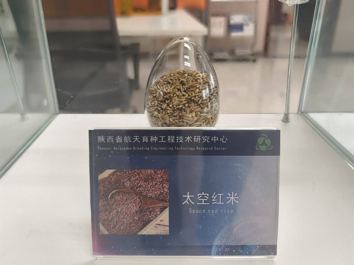 太空育种领跑世界郭锐用汗水换来脚下土地的开花结果