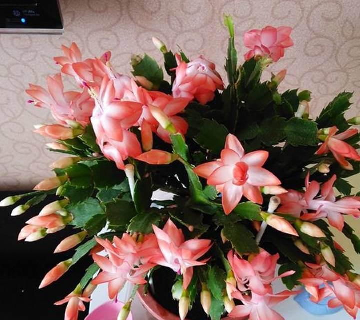 蟹爪兰:套路3步法,花苞多,易开瀑布花!_花友_养护_开花