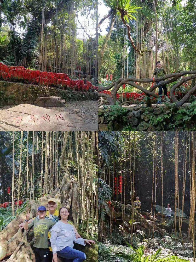 爱如天琴——敬观海南岛百花岭万年神树《天琴树》有感_金山_丝弦