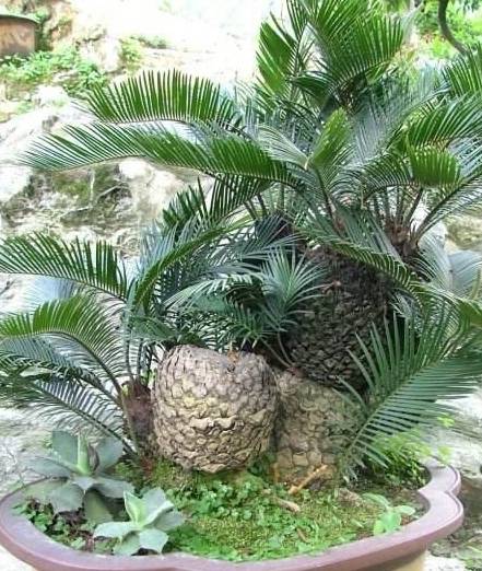 原创它的别名可真多造型好气势更蓬勃怎么制作苏铁盆景