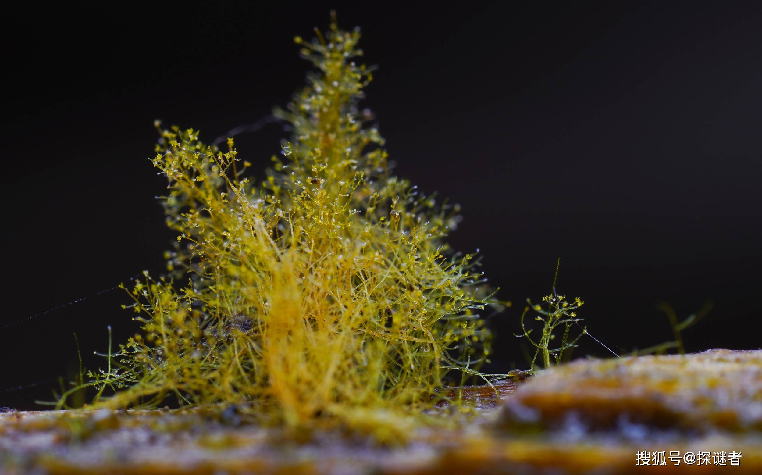 无腿能行,无脑能思,性别有几百种,黏菌到底有多神奇_细胞_真菌_孢子