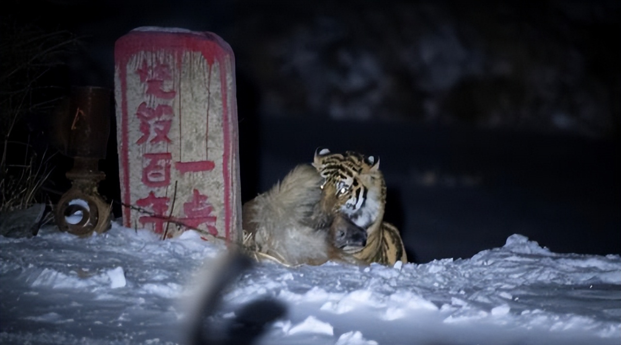 吉林延边4只东北虎集体下山游荡!野外遇到东北虎,该怎么办?