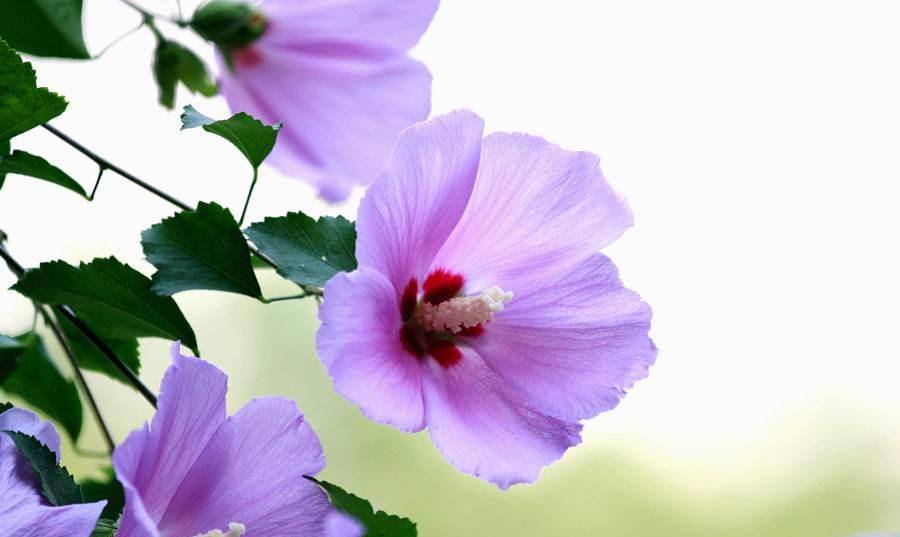 世界各国的国花是什么,有什么寓意,韩国花语最浪漫_樱花_法国_日本