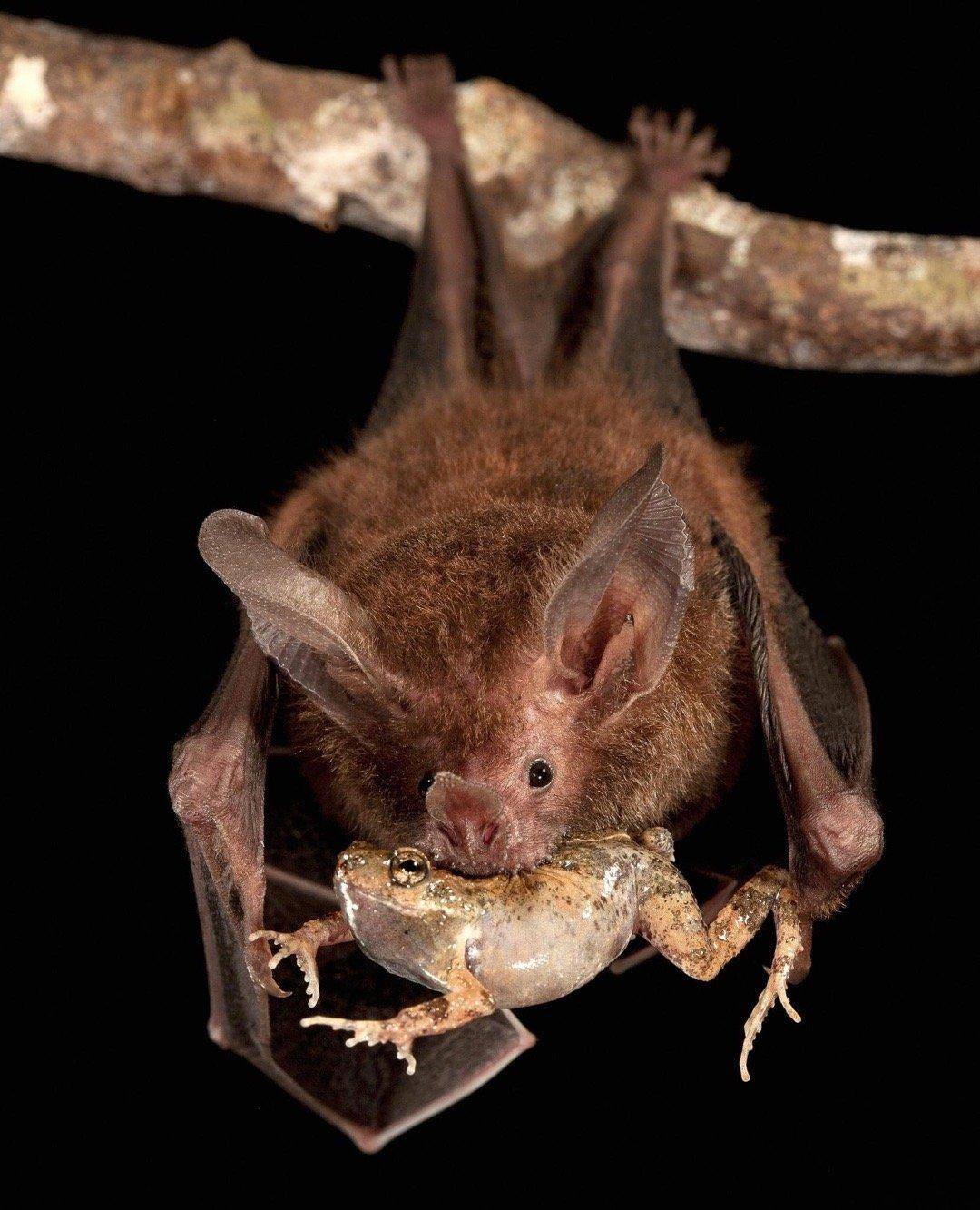 20张诡异的生物图:单眼双瞳鲨鱼,只有一只眼睛,却有两个瞳孔