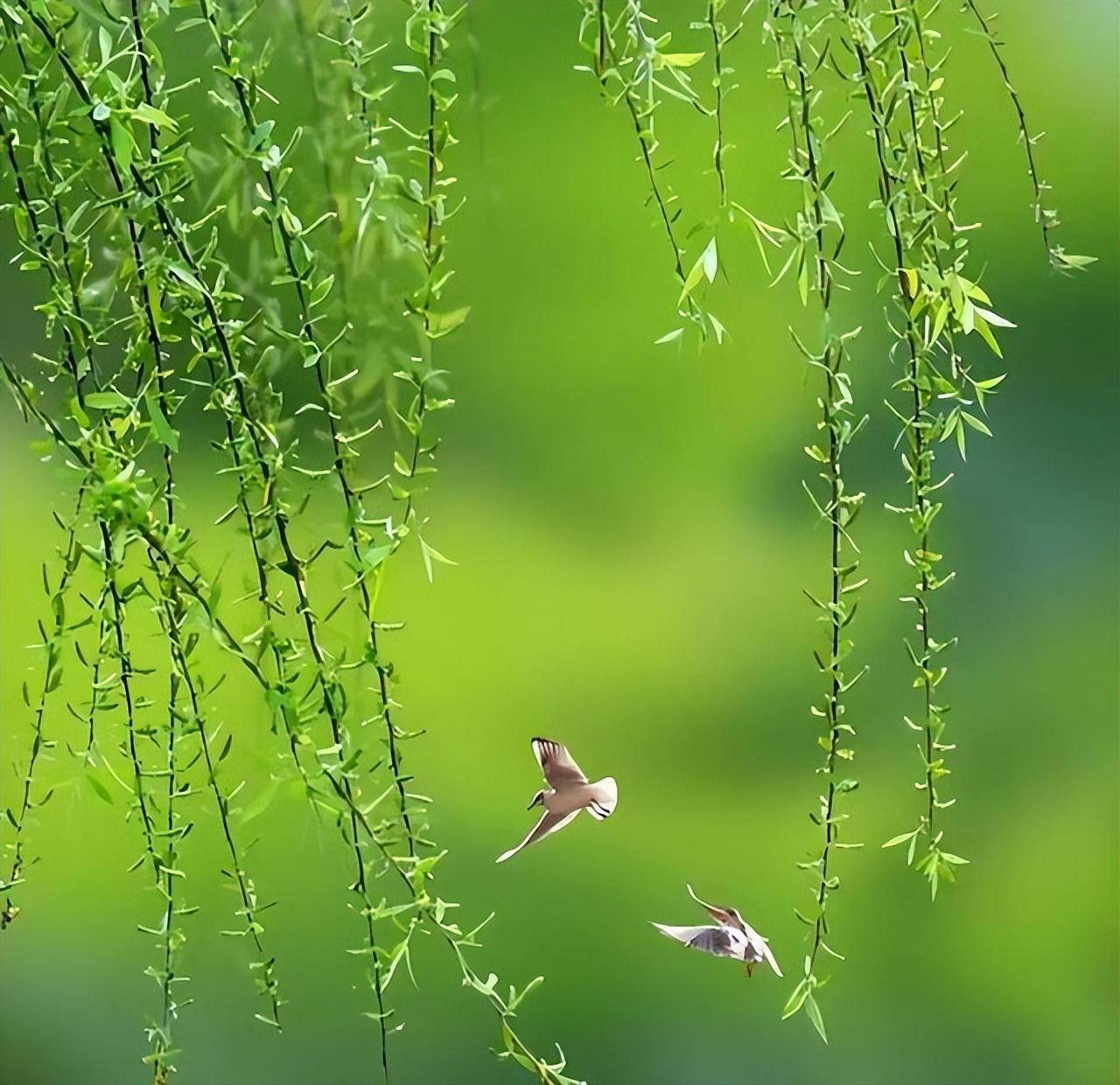 十五首关于春柳的诗词,晓带轻烟间杏花,晚凝深翠拂平沙