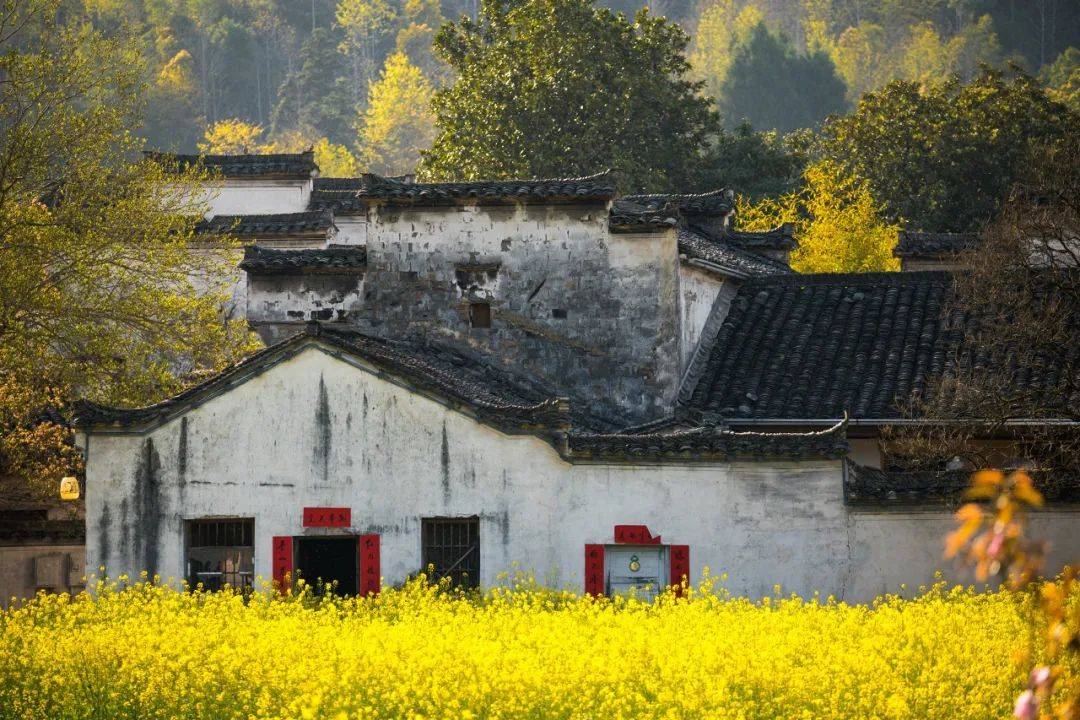 中国面积最大的樱花地80万亩油菜花来这6大春日踏青地才能不辜负春天