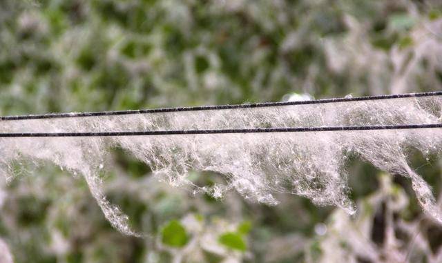 如今让人焦虑的杨絮背后,曾"拯救"北京800万人_杨树_风沙_飞絮