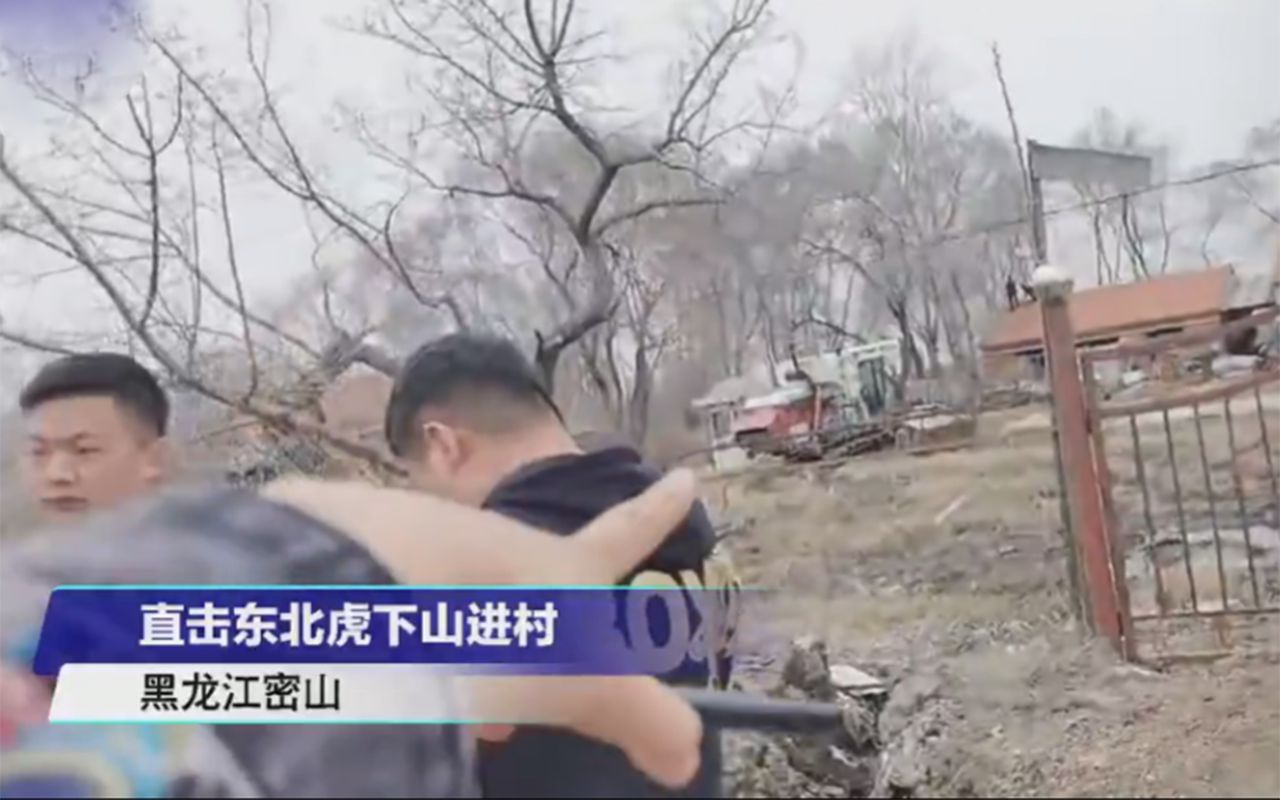 东北老虎进村损失1狗3牛没出人命很幸运那然后呢