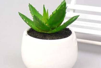 家里有这样一株植物,能净化空气也好养,还有许多其它的功效_芦荟_art
