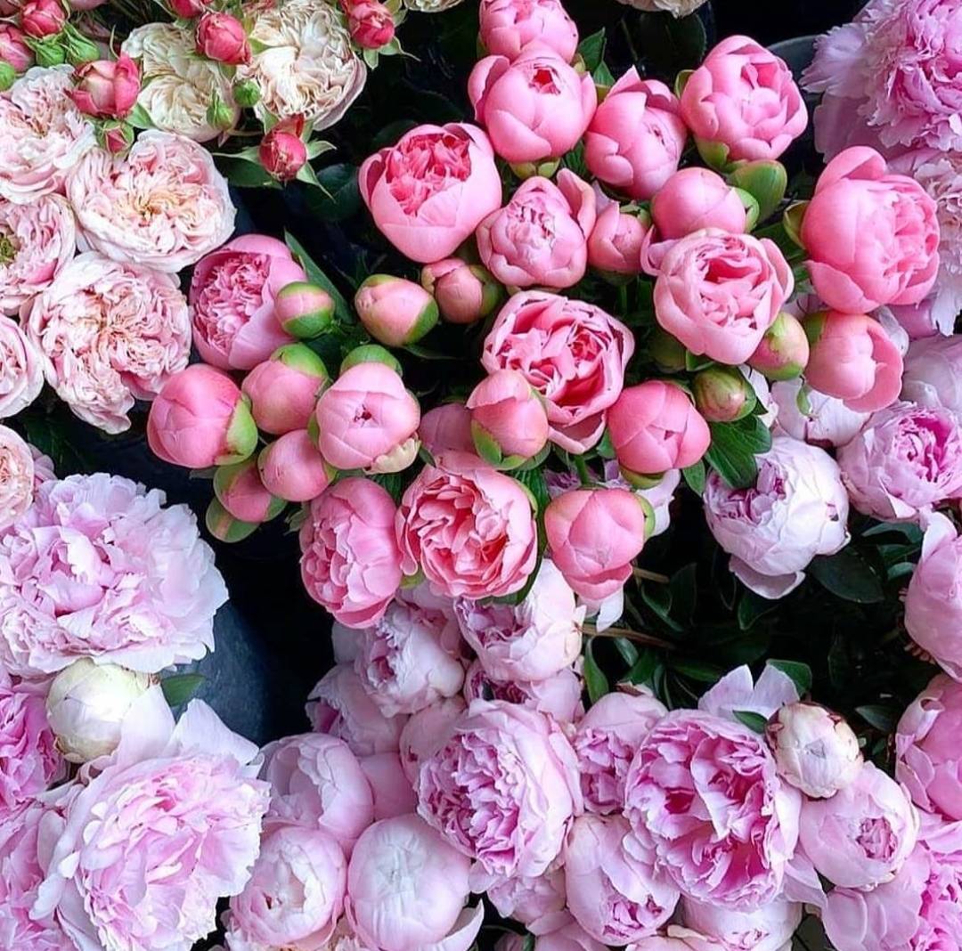 芍药季:花将入市,其名将离_花瓣_莎拉_养护