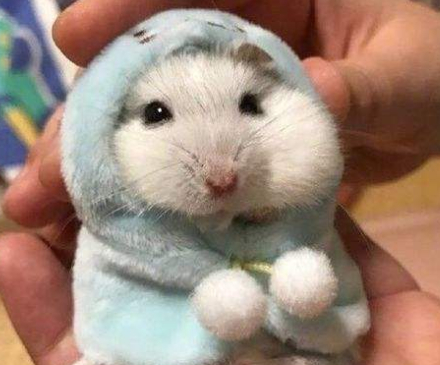 原创挑选心仪的仓鼠需要掌握四大套路这样才能带健康又可爱的它回家