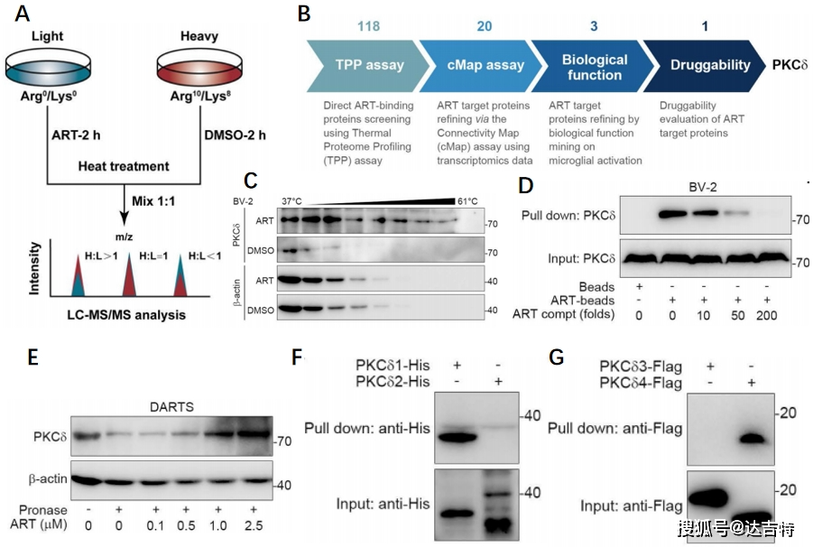 北大药学院曾克武屠鹏飞团队发现抗疟疾药物蒿甲醚改善