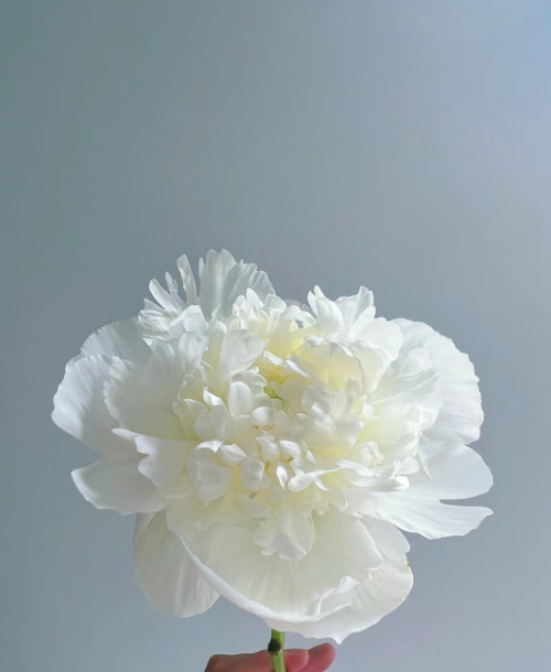 芍药季花将入市其名将离