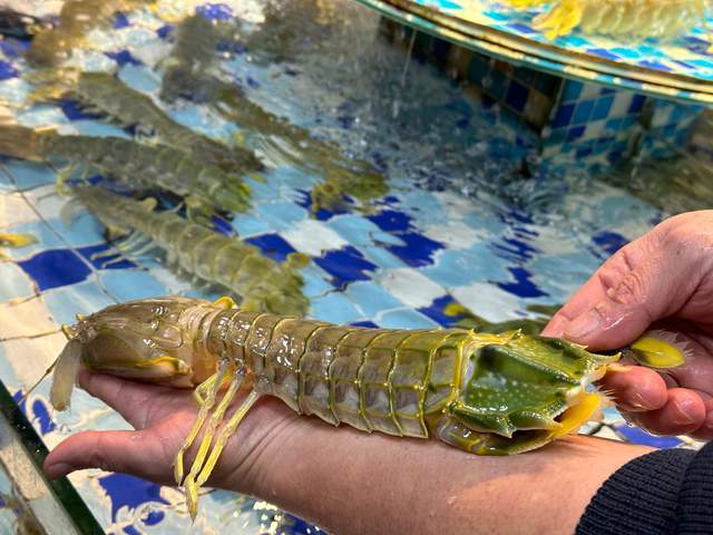 闽南人很喜欢的午鱼,用五花肉和姜在烹饪过程中把肉质细腻的午鱼激