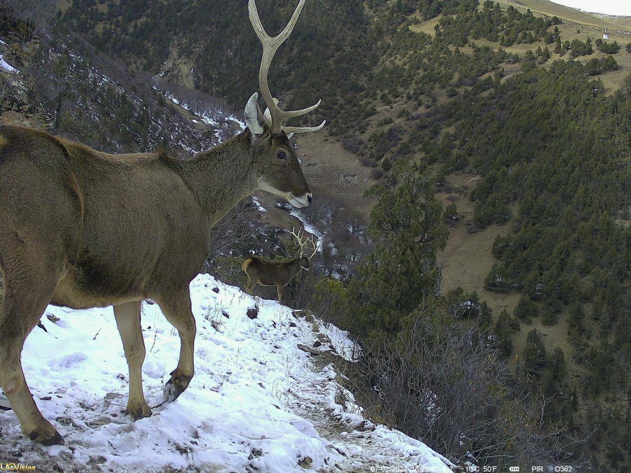 野生动物保护中科技的应用 |红外相机_监测_研究_活动