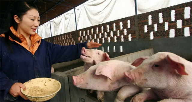 温氏养猪成本降到78元神农仅73元牧原成本将进一步降低