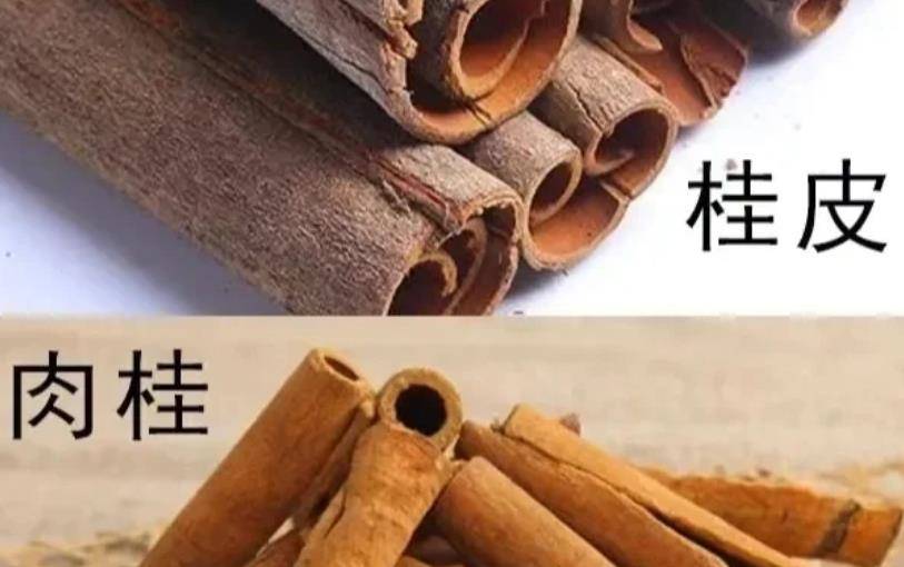 肉桂和桂皮一字之差,千里之别,不是去皮的区别,用错后肉膻还腥_味道