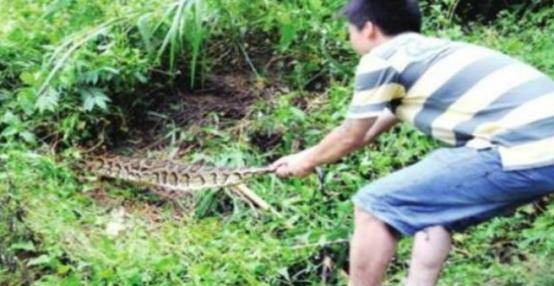 原创老农被蛇追杀5年死后蛇群在其坟上安家他当年对蛇做了啥