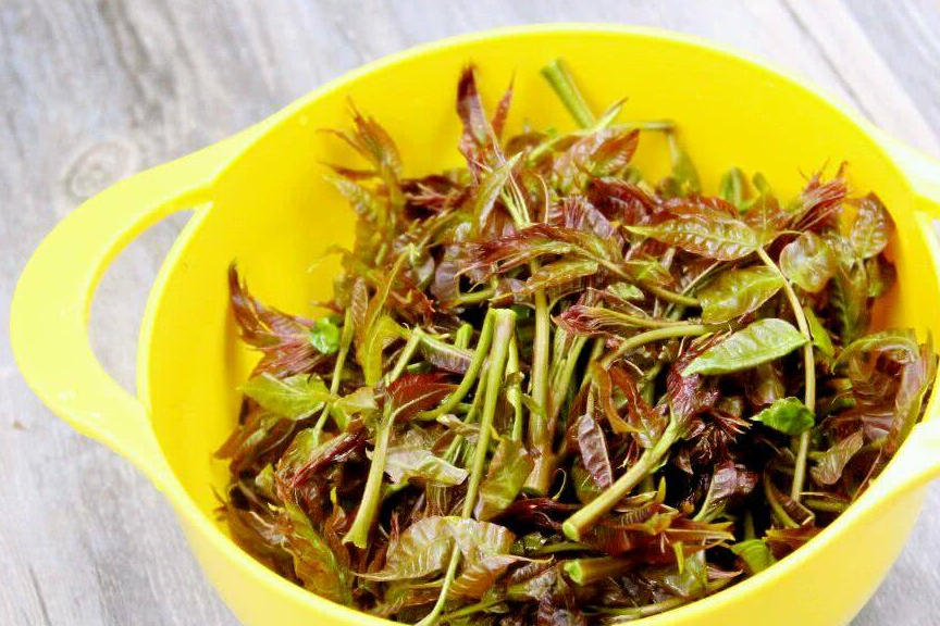 超过百元一斤的香椿,2019第一季度就无法实现"香椿财务自由"!_进行_蔬