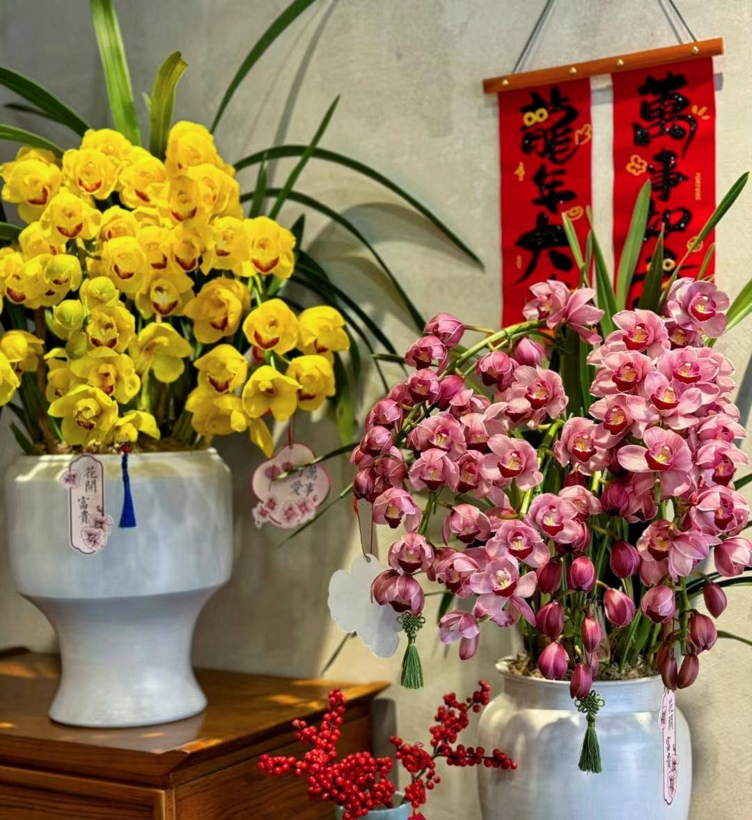 过年这5种花别养看见绕道走